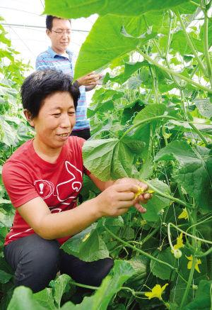 把引進(jìn)培育推廣農(nóng)業(yè)新品種,新技術(shù)和新設(shè)備作為科技強(qiáng)農(nóng)的重要手段